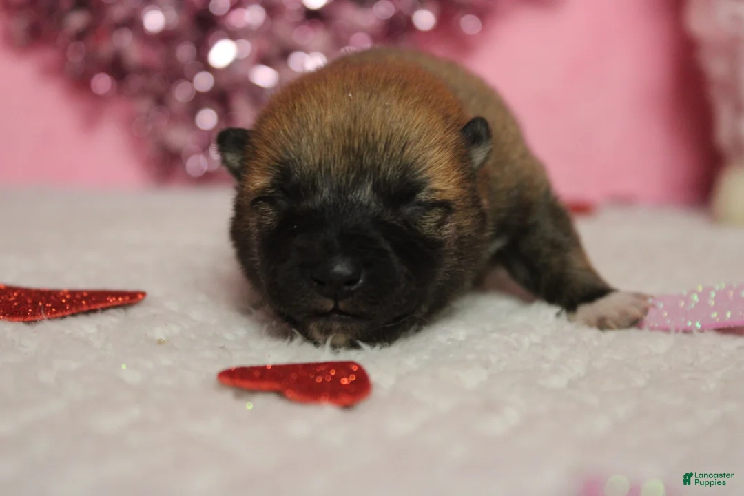 Shiba Inu dogs for sale: Blizzard  - Ad 3