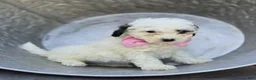 Miniature Poodle dogs for sale: Darcy - Ad 1