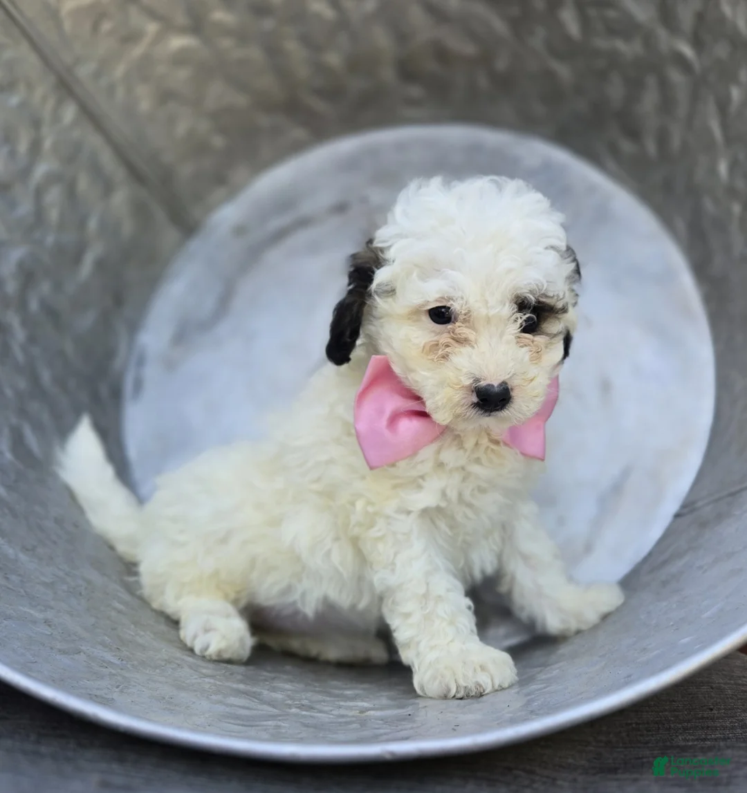 Miniature Poodle dogs for sale: Darcy - Ad 1