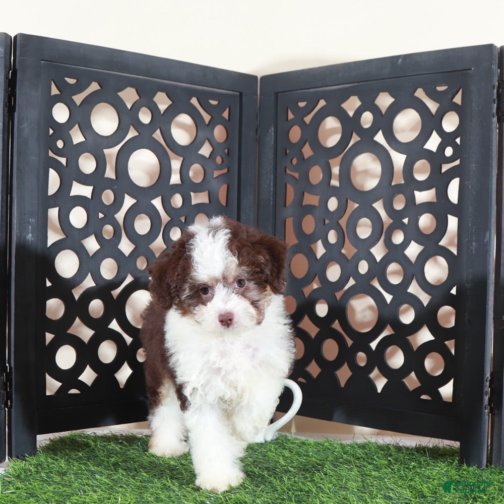 Aussiedoodle dogs Candy Beautiful F1B Mini Aussiepoo Puppy - Ad 2