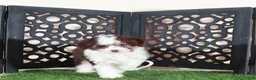 Aussiedoodle dogs for sale: Candy Beautiful F1B Mini Aussiepoo Puppy - Ad 2