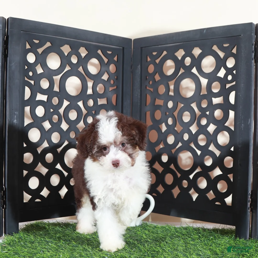 Aussiedoodle dogs for sale: Candy Beautiful F1B Mini Aussiepoo Puppy - Ad 2