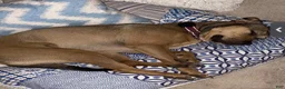 Mixed Breed dogs for sale: MISSY - Ad 3