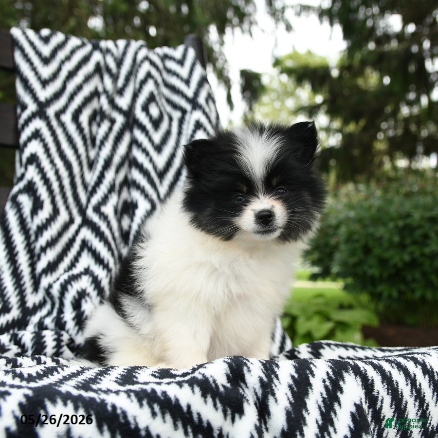 Pomeranian dogs Gretel - Ad 2