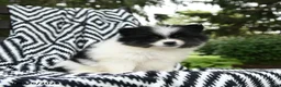 Pomeranian dogs for sale: Gretel - Ad 2
