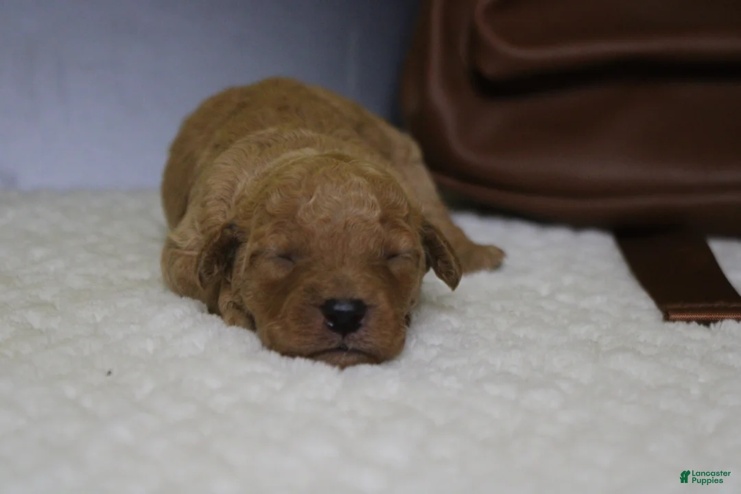 Goldendoodle dogs for sale: Pesto - Ad 2