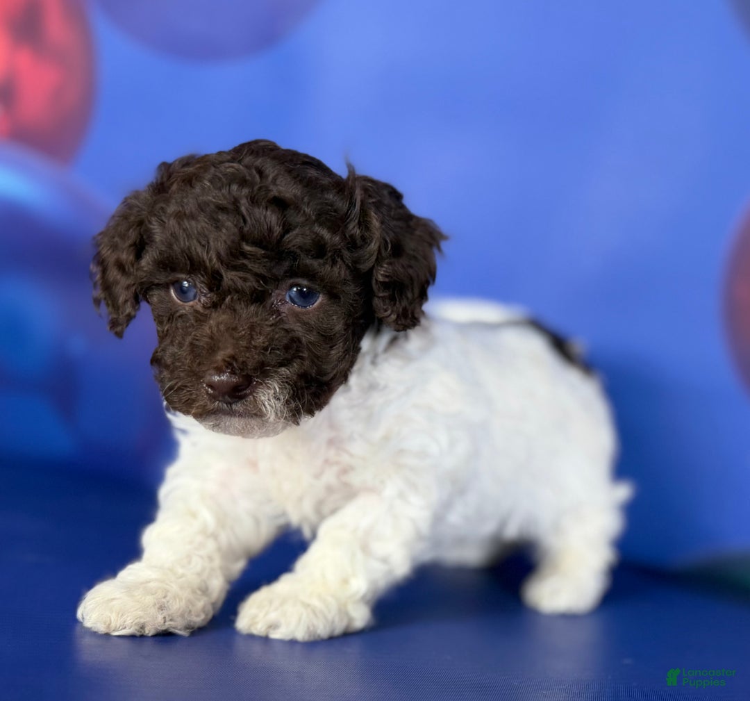 Toy Poodle dogs for sale: ACA DNA cocoa puff - Ad 2