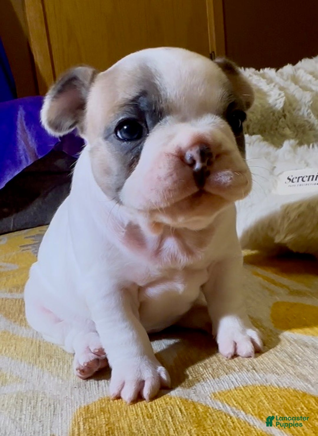 French Bulldog dogs for sale: Abbi - Ad 3