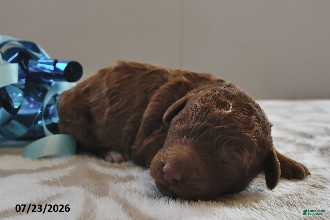 Mini Goldendoodle dogs for sale: Winston - Ad 2