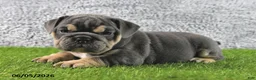 English Bulldog dogs for sale: Majesty - Ad 3