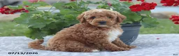 Miniature Poodle dogs for sale: Nathan - Ad 1