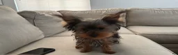 Yorkshire Terrier dogs for sale: Yorkshire Terrier 1 - Ad 4