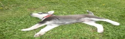 Gerberian Shepsky dogs for sale: Sentry - Ad 4