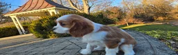 Cavalier King Charles Spaniel dogs for sale: Val - Ad 7