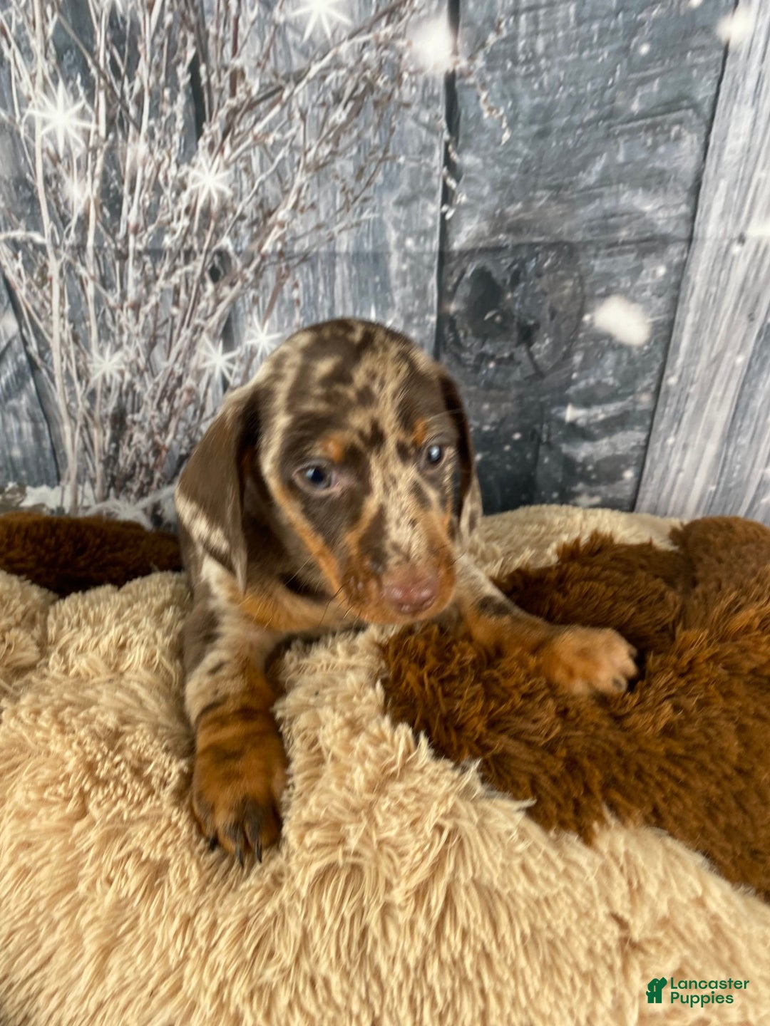 Miniature Dachshund dogs for sale: Max - Ad 3