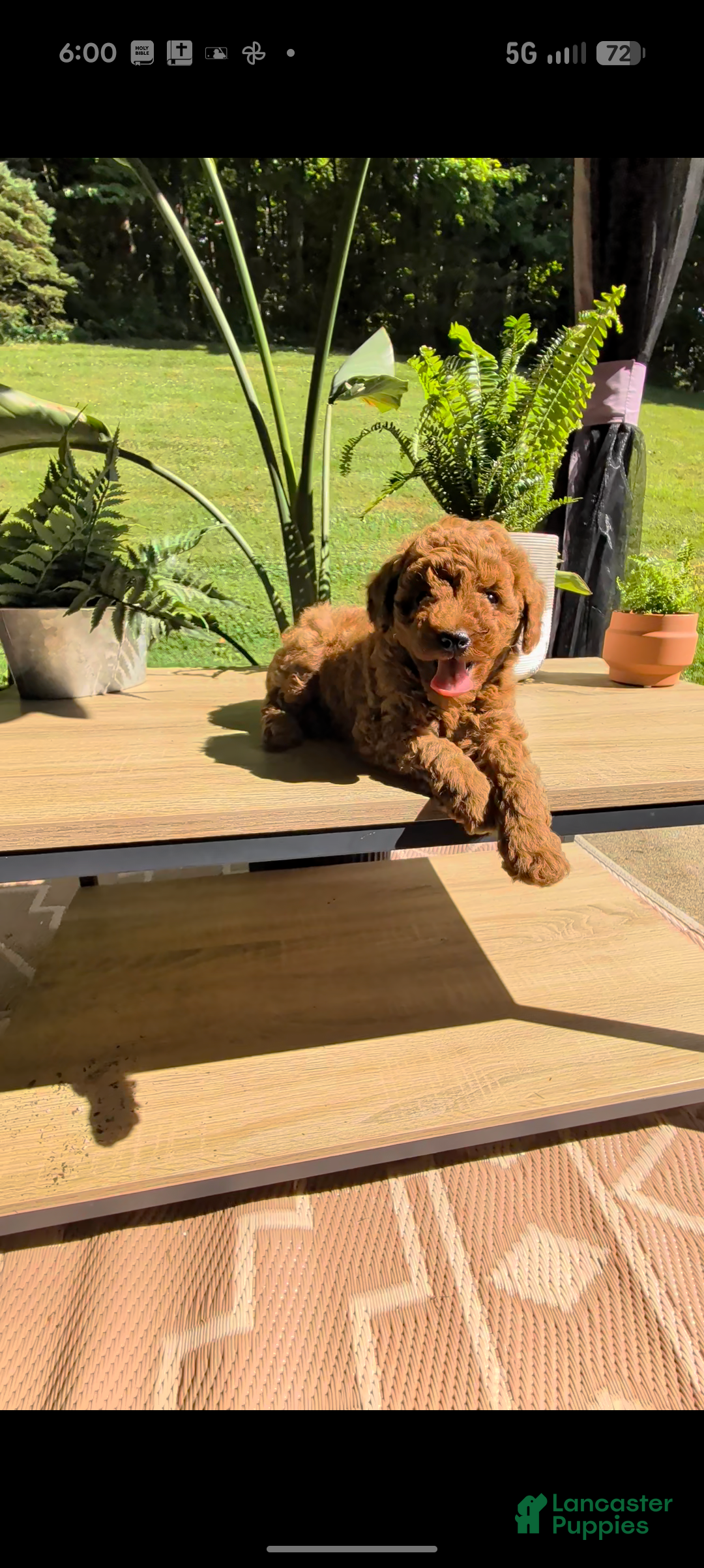 Miniature Poodle dogs Biscuit  - Ad 1