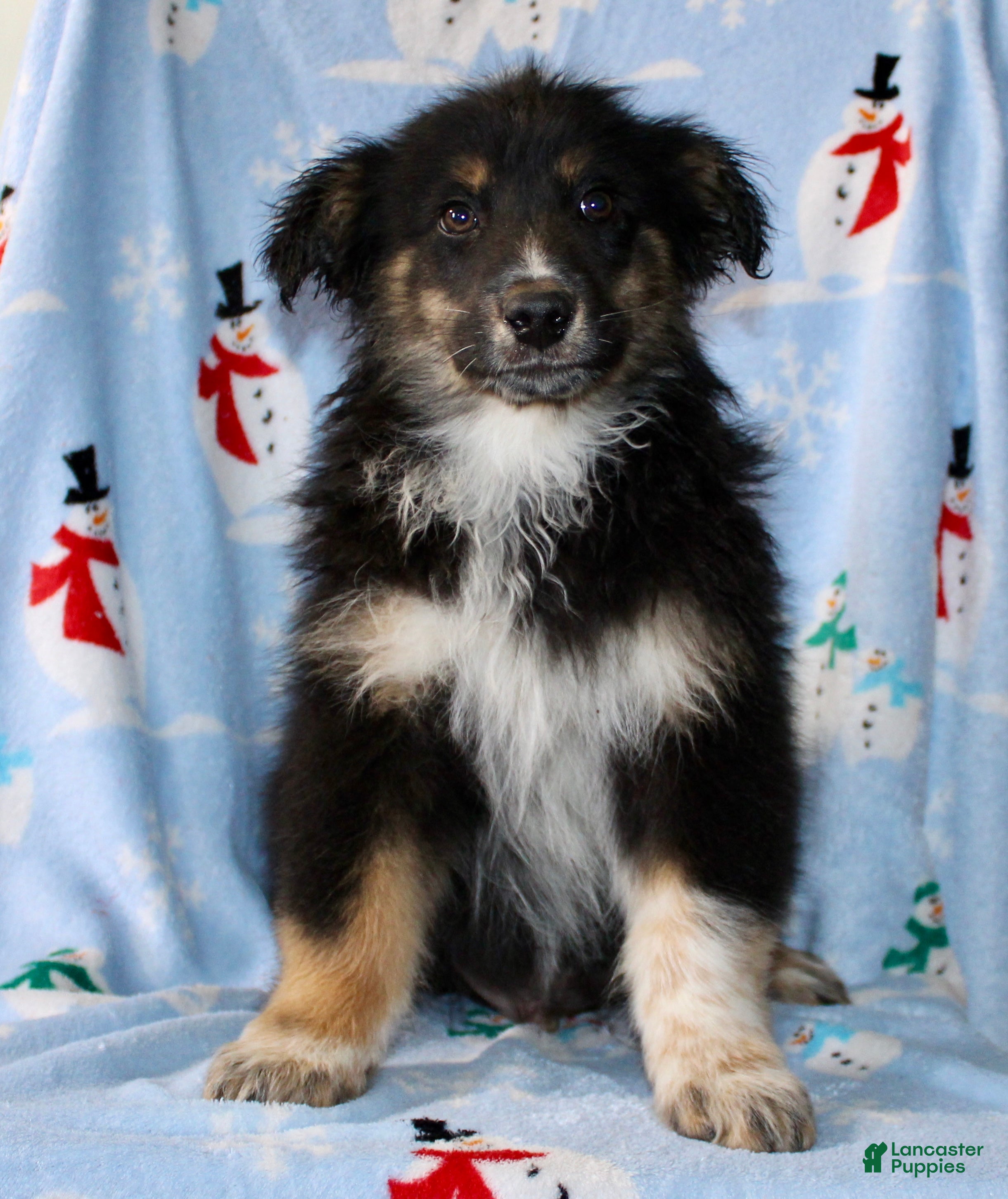 Australian Shepherd dogs Snickers - Ad 14
