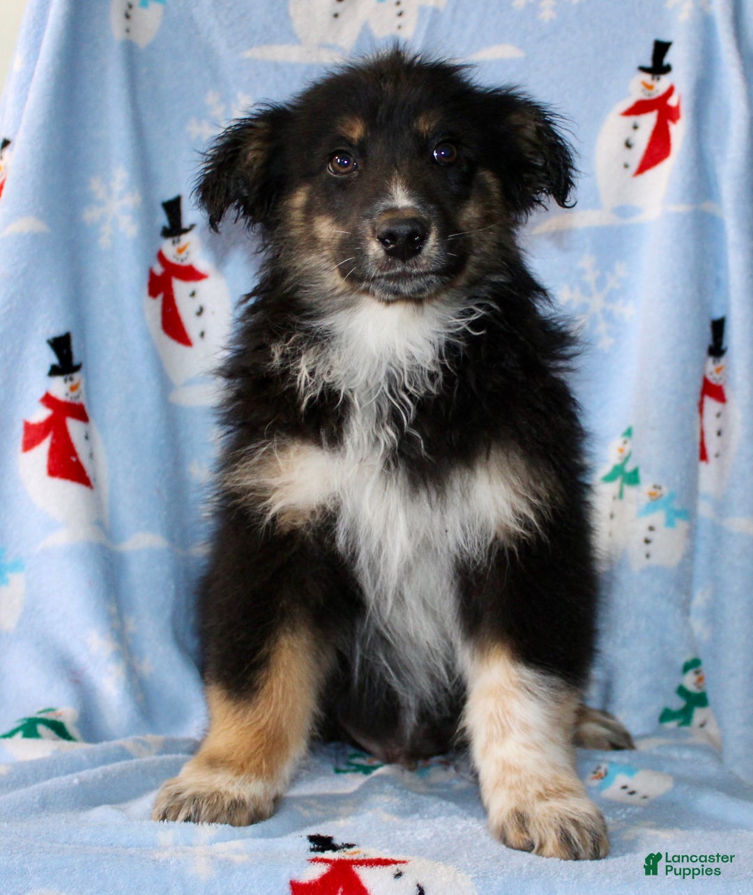 Australian Shepherd dogs for sale: Snickers - Ad 1