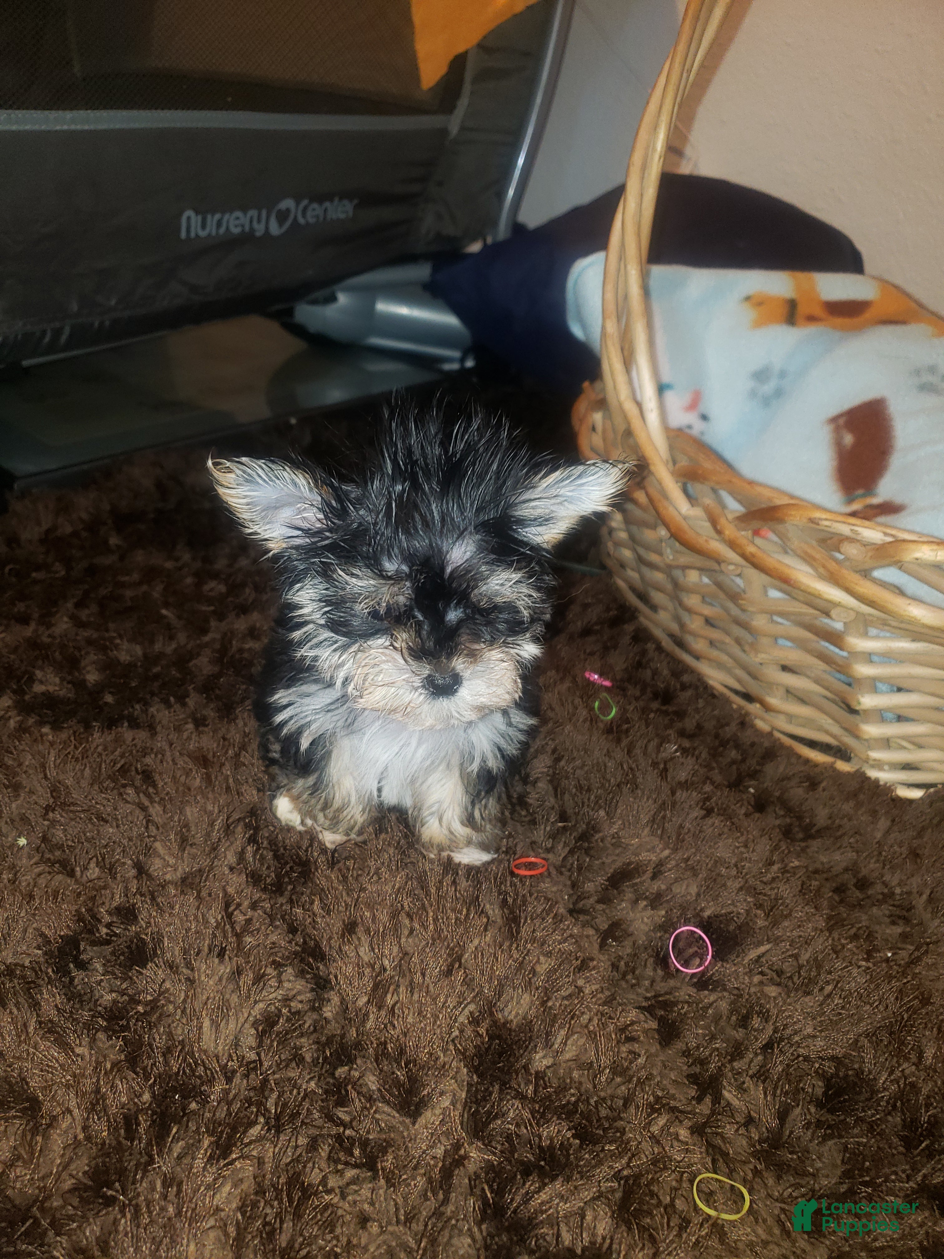 Yorkshire Terrier dogs Little bitty boy - Ad 1