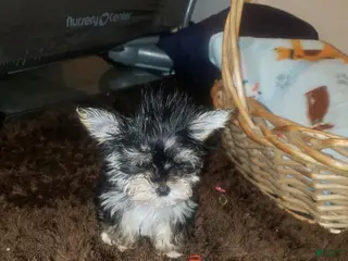 Yorkshire Terrier dogs for sale: Little bitty boy - Ad 1