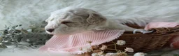 Bichpoo dogs for sale: Birdie - Ad 6