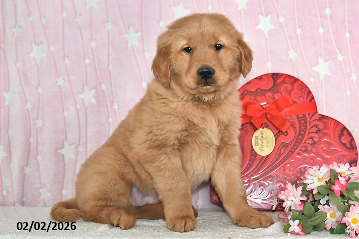 Golden Retriever dogs Canyon - Ad 40