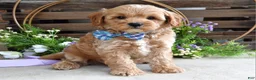 Cavapoo dogs for sale: Colton - Ad 2