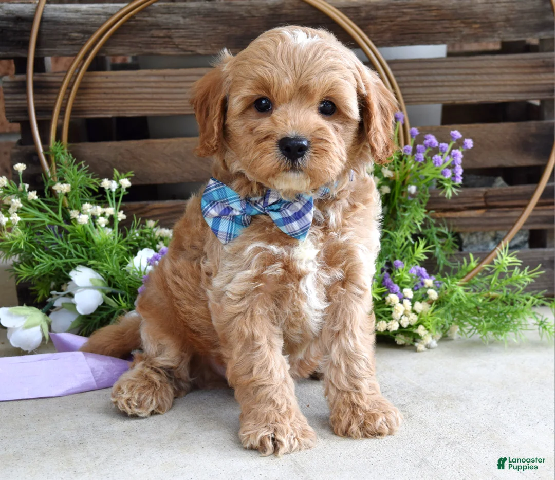 Cavapoo dogs for sale: Colton - Ad 2