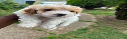 Toy Poodle dogs for sale: Toy Poodle 3 - Ad 9