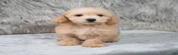 Mini Goldendoodle dogs for sale: Max ID: 3856 - Ad 8