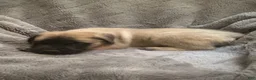 English Mastiff dogs for sale: English Mastiff Puppy 5 - Ad 6