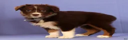 Miniature Australian Shepherd dogs for sale: Martha - Ad 5