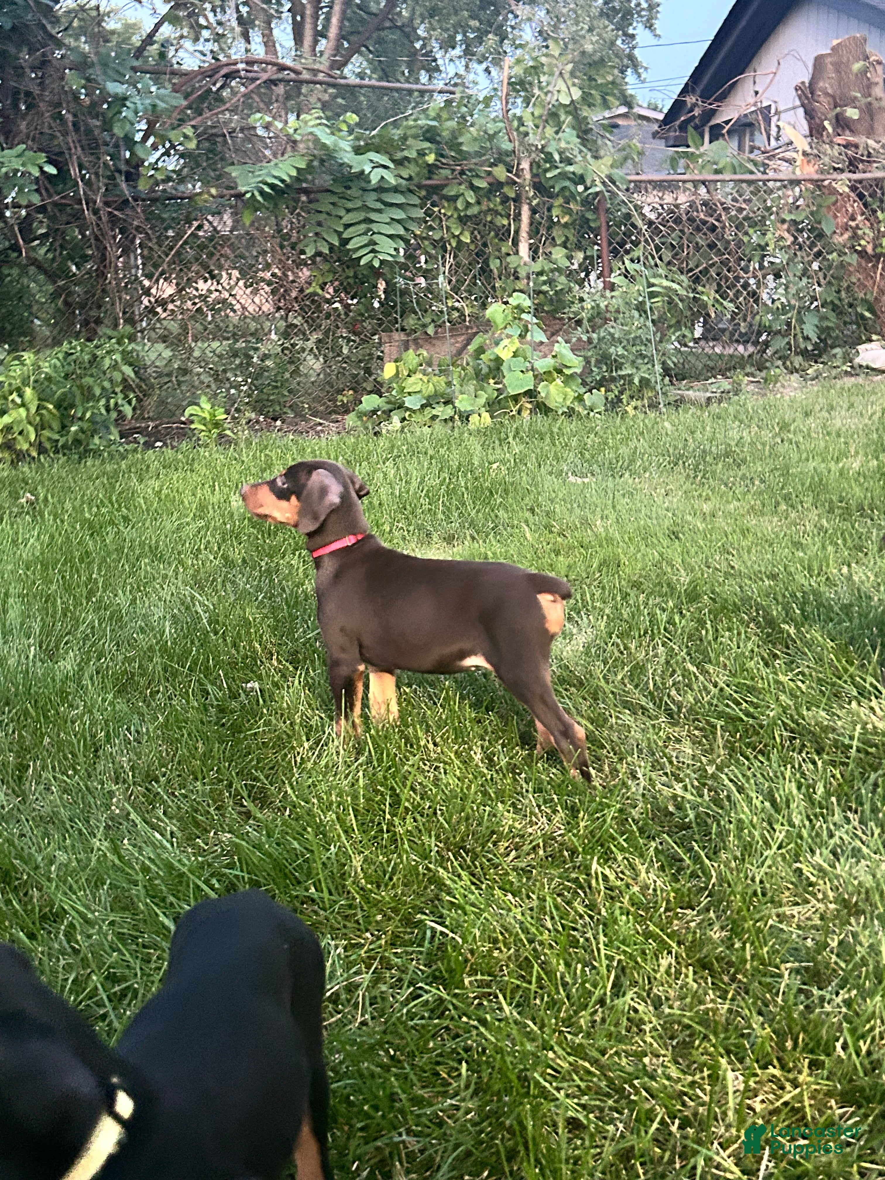 Doberman Pinscher dogs Red Collar  - Ad 1
