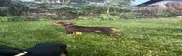 Doberman Pinscher dogs for sale: Red Collar  - Ad 1
