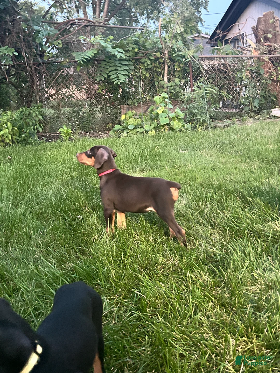 Doberman Pinscher dogs for sale: Red Collar  - Ad 1