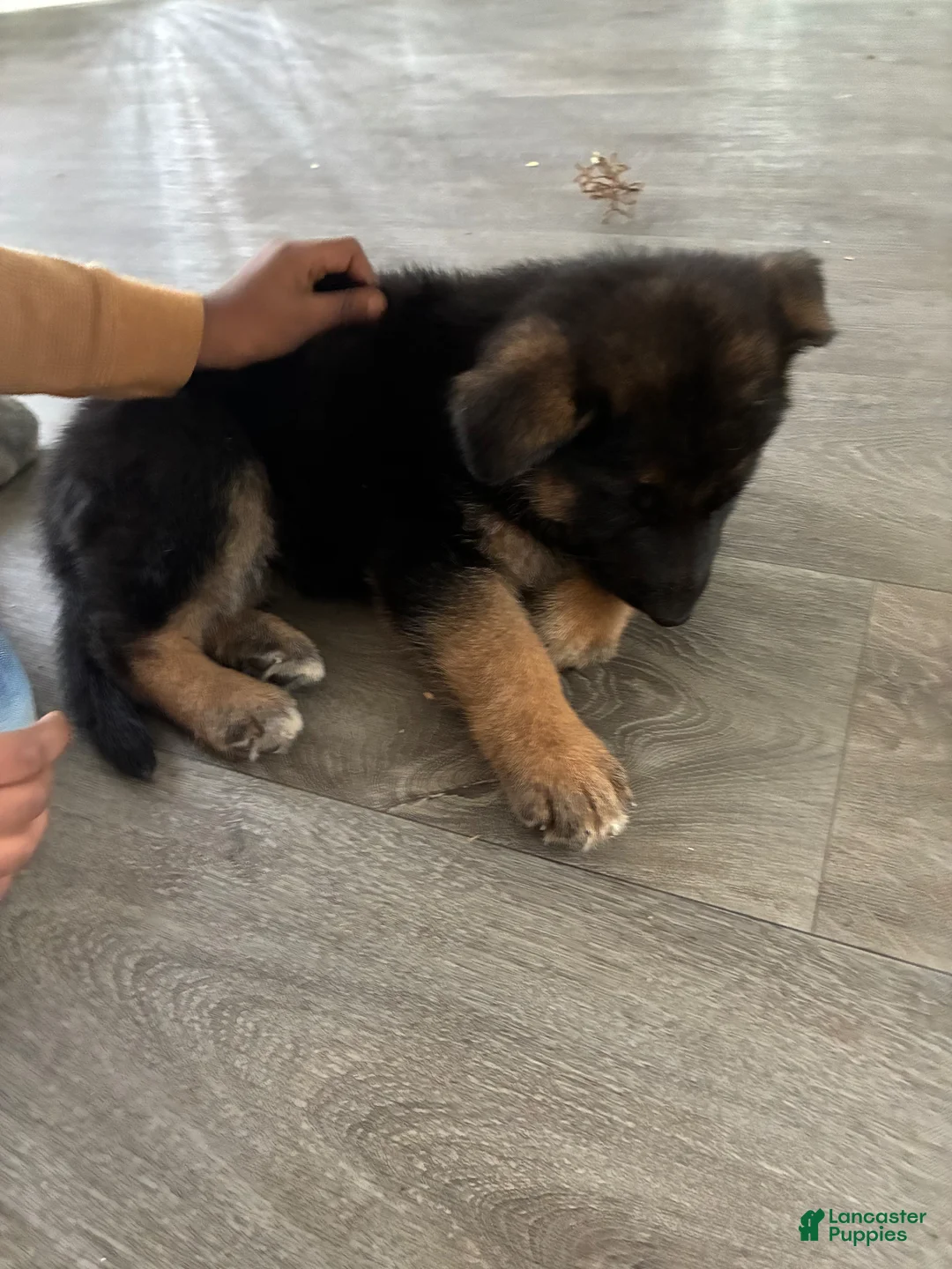 German Shepherd dogs for sale: German Shepherd Puppy 1 - Ad 2