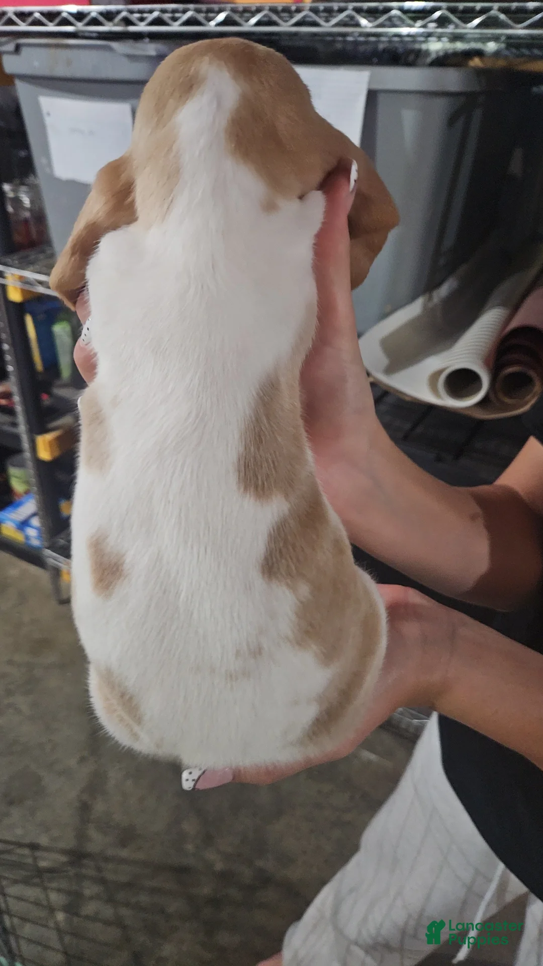 Basset Hound dogs for sale: Dandelion  - Ad 2