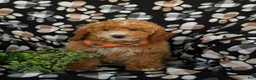 Mini Goldendoodle dogs for sale: Cody Hypoallergenic - Ad 2