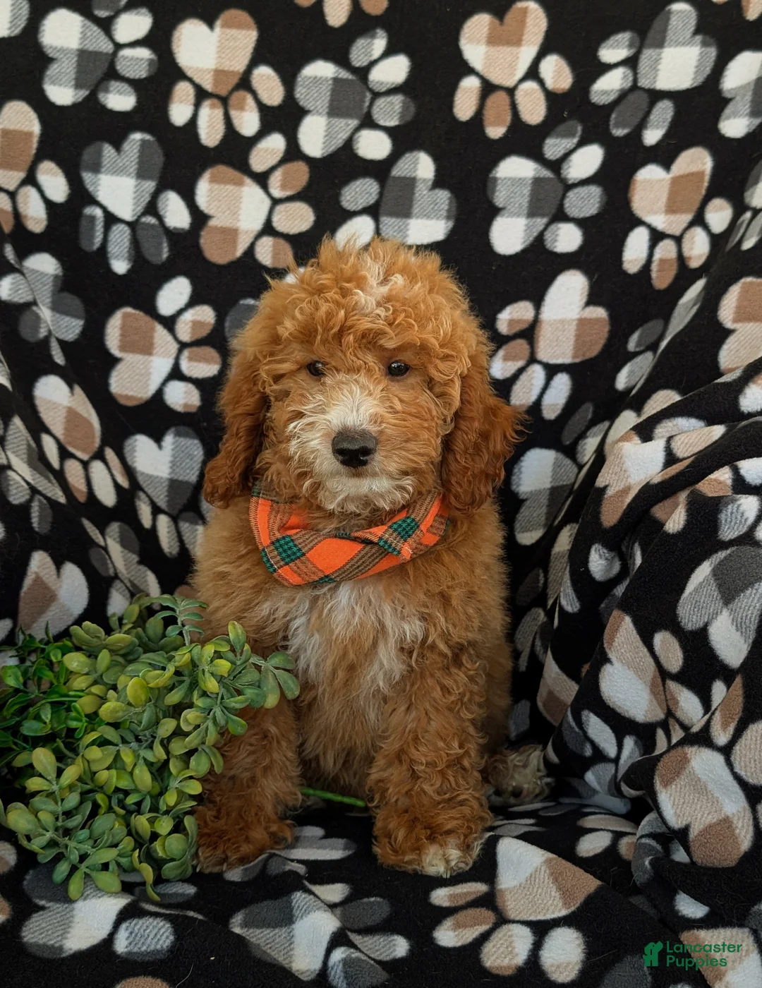 Mini Goldendoodle dogs for sale: Cody Hypoallergenic - Ad 2