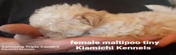 Maltipoo dogs for sale: Itty Bitty - Ad 2