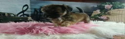 Chihuahua dogs for sale: Micro teacup chihuahua long hair. Hand Delivery  - Ad 9