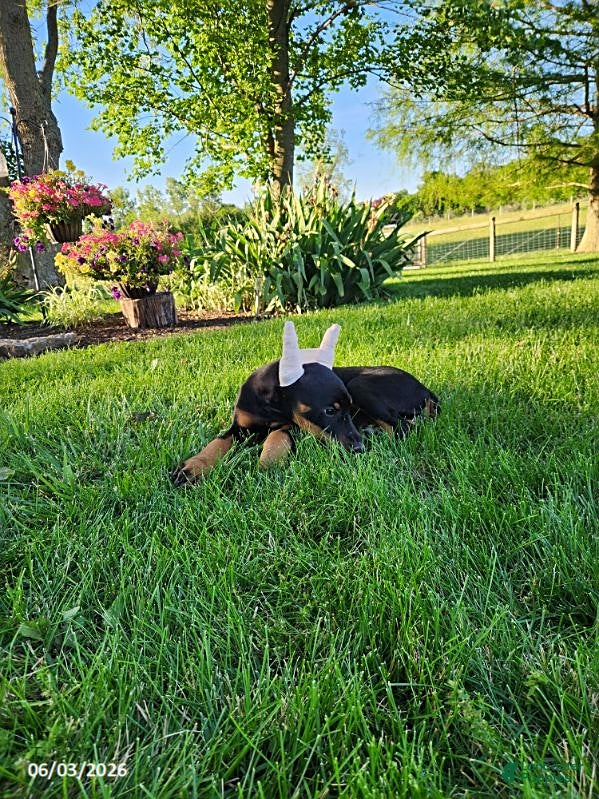 Doberman Pinscher dogs for sale: Roxie - Ad 7
