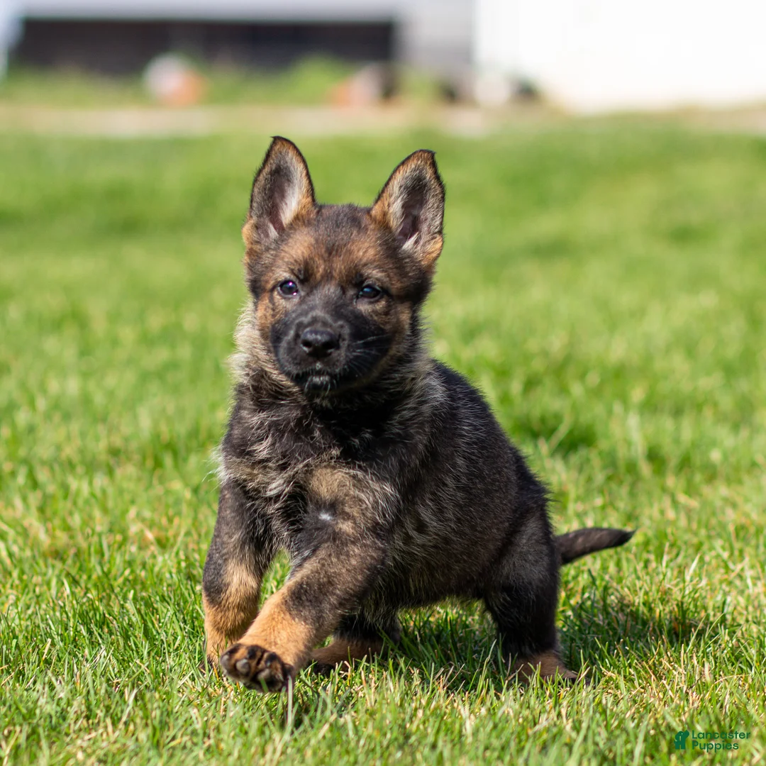 German Shepherd dogs for sale: Sherry German Shepherd Puppy  - Ad 1