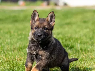 German Shepherd dogs for sale: Sherry German Shepherd Puppy - Ad 1
