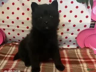 Pomsky dogs Miles - Ad 37