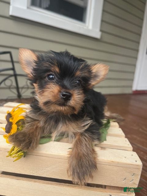 Yorkshire Terrier dogs Alice - Ad 2