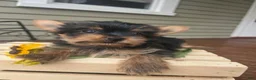 Yorkshire Terrier dogs for sale: Alice - Ad 2