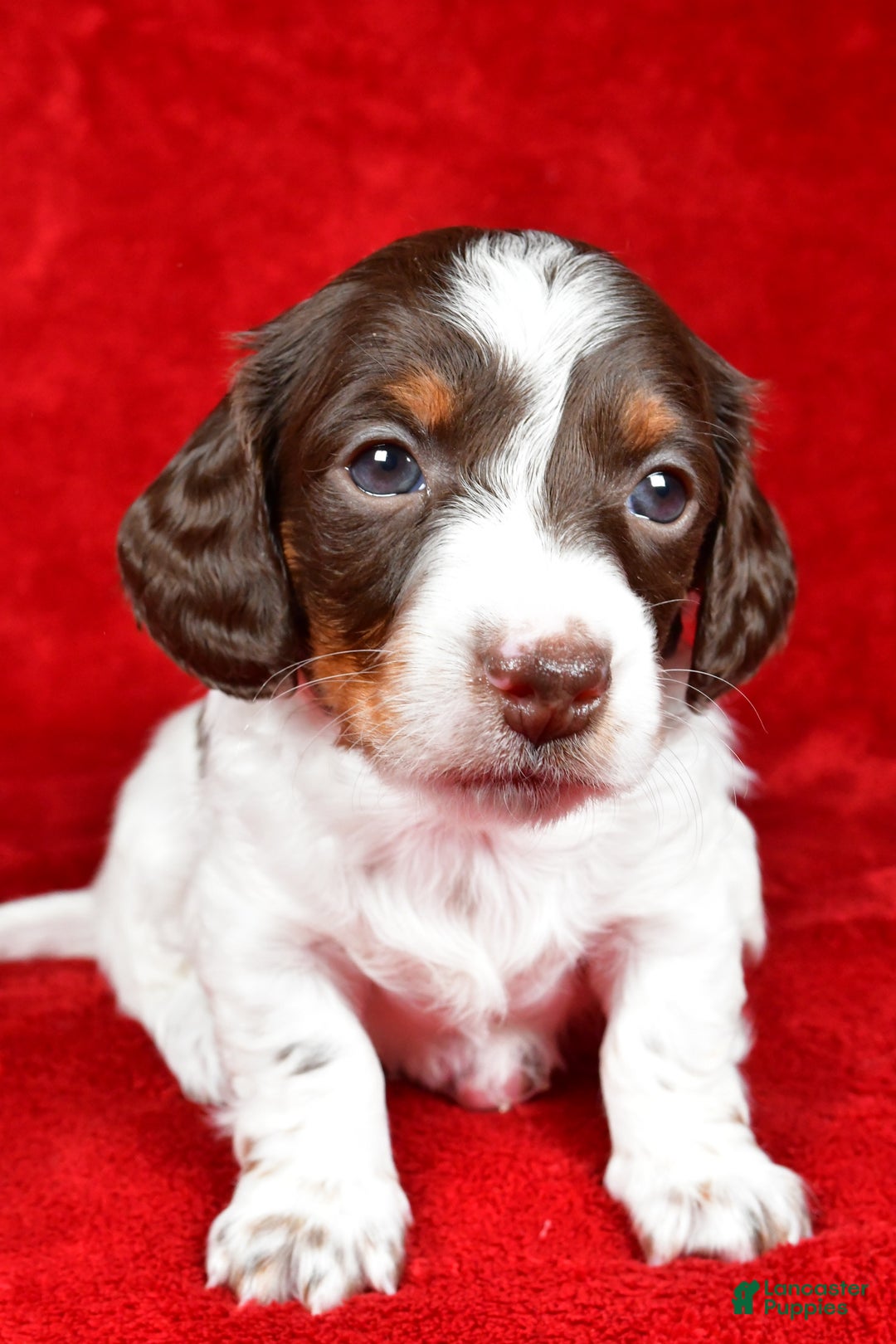 Miniature Dachshund dogs for sale: Clover - Ad 7