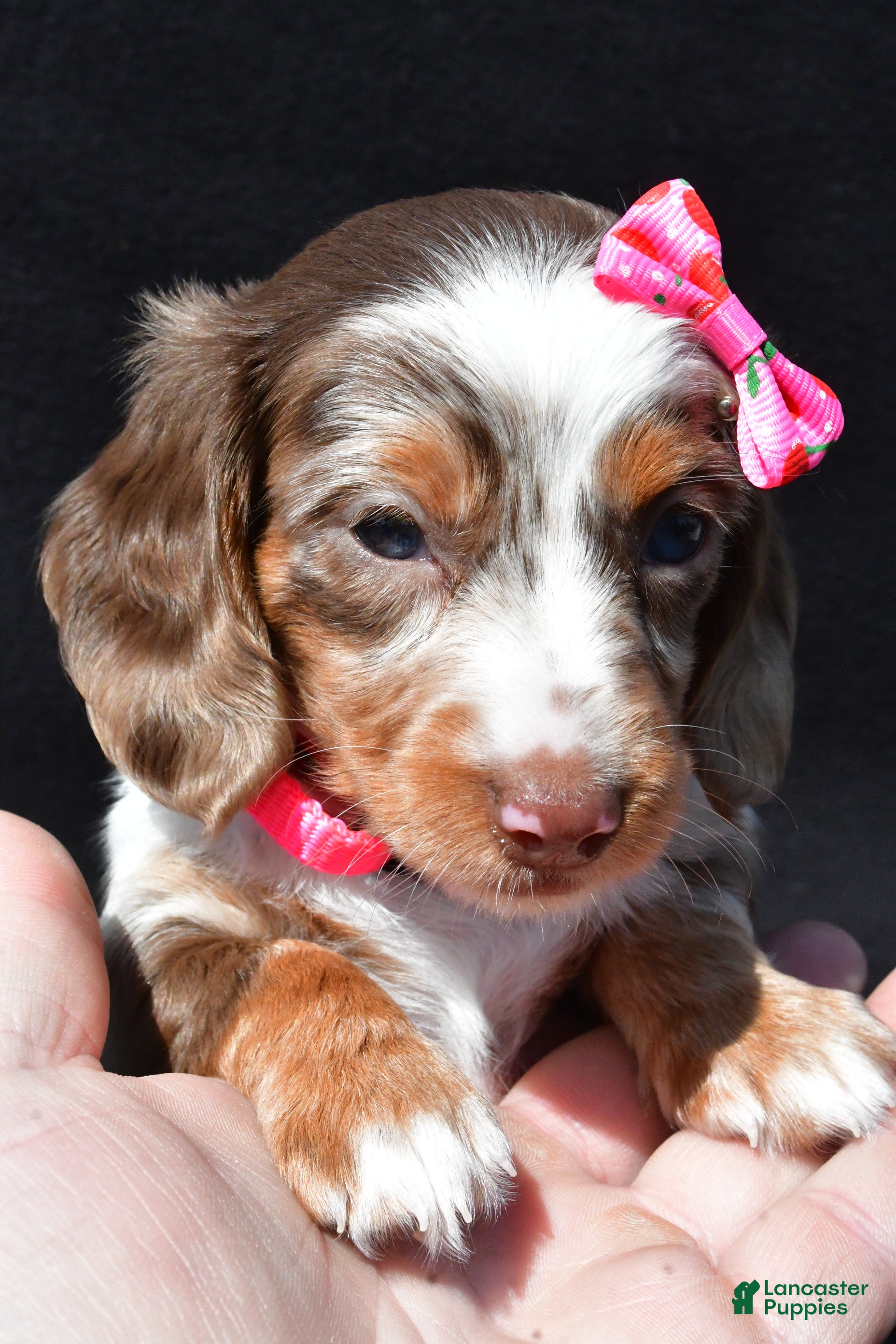 Miniature Dachshund dogs Daisy - Ad 2