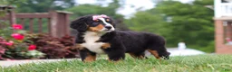 Bernese Mountain Dog dogs for sale: Casey - Ad 8